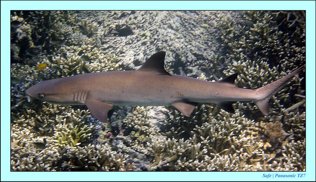 2011 - 08 - Borneo - Sipadan 048